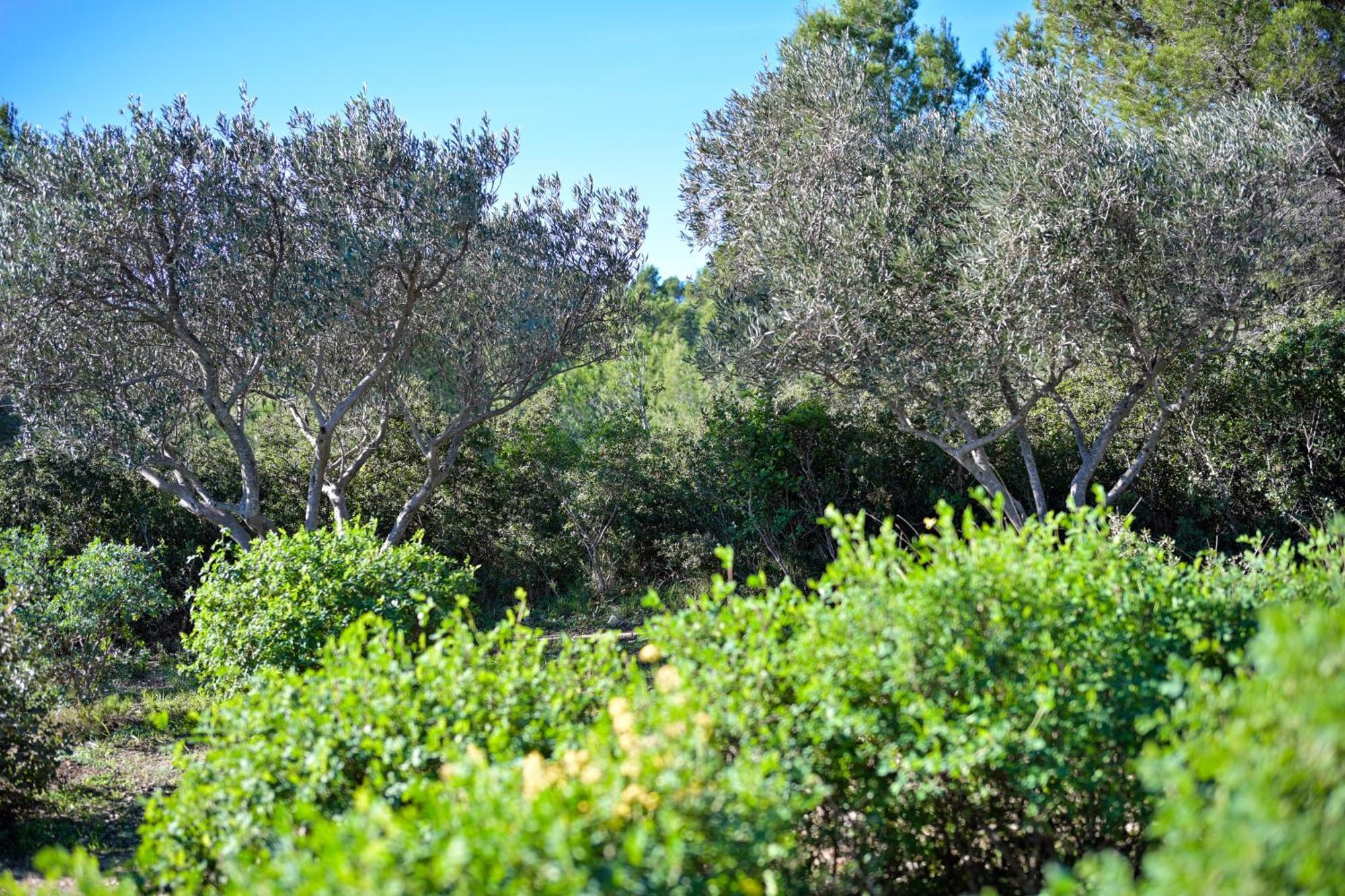 Les Garrigues De La Vallee Des Baux Paradou Bagian luar foto